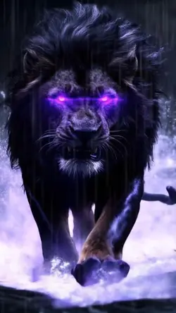 Lion Black purple 