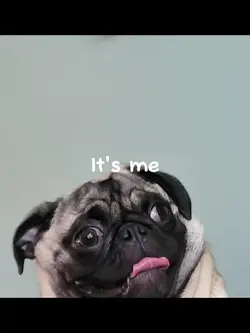 Dog edit