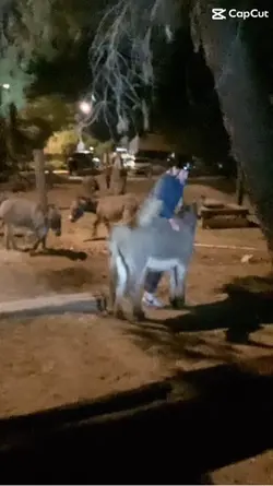 LMAO DONKEY RIDING