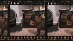 Dogs vs cats 