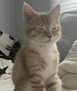 free cat pictures!