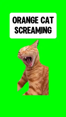 ORANGE CAT SCREAMING