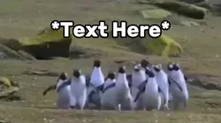 Penguin meme 