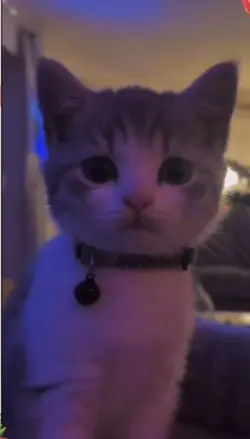 Cat winking 