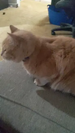 Gangnam style