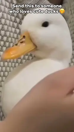 Cute Duck