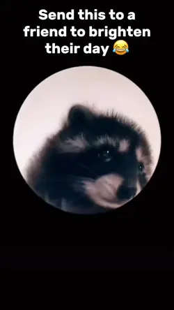 Racoon Meme