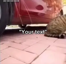 Angry cat meme