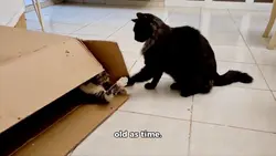 Cat Vs Box
