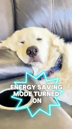 Sleeping Dog