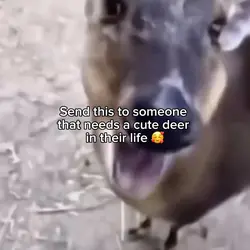 Cute deer