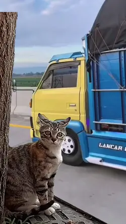 El gato 