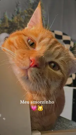 MEU GATINHO 🐱💗🏆