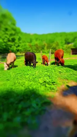 COWS!
