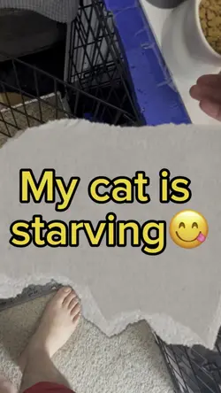 Starving cat sound 🥰