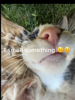 I smell something 