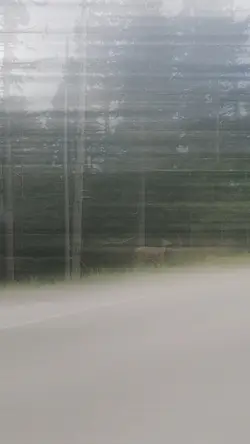 deer