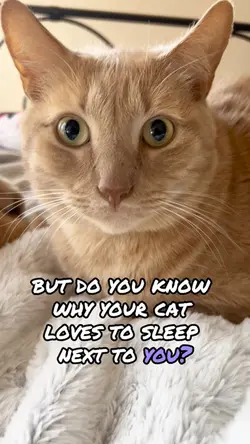 Why do cats sleep 