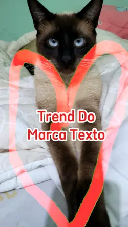 Trend Do Marca Texto