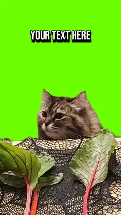 eat my salad 