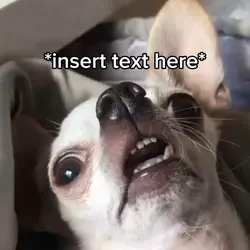 Dog Thinking 