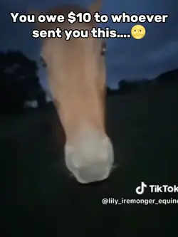 Horse Meme