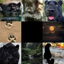 Black Panther