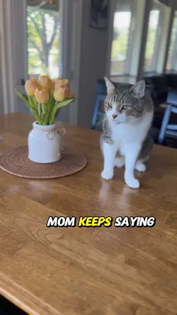 Cat’table etiquette