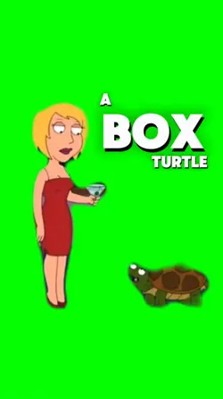 Box Turtle 