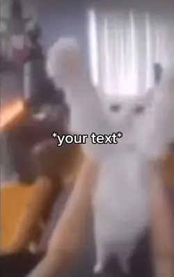 Cat meme
