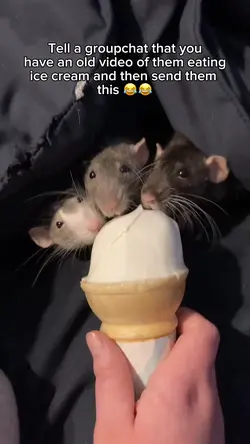Rat ice cream 