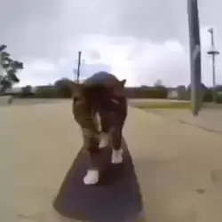 Cat on Skateboard 