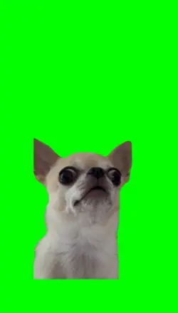 Shocked Dog