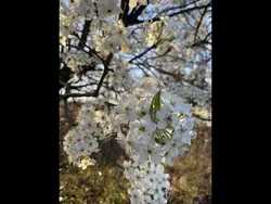 My nature walk