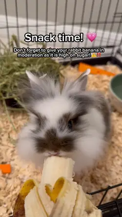 Rabbit 💗🫶🏻