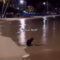 Sad cat