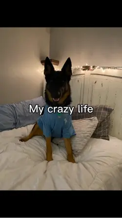 My crazy life 