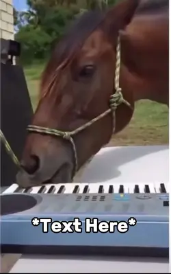 Horse playing piano 