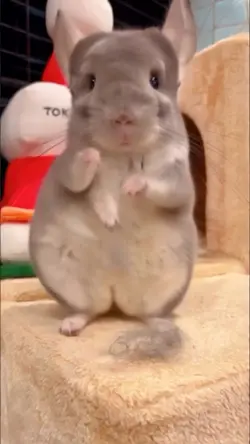 Rat funny dancing 