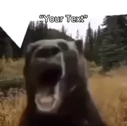 Bear is tweakin