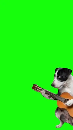 dog  guitar