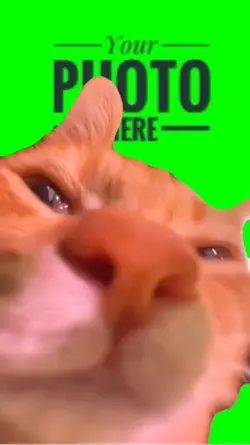 Gato hablando 