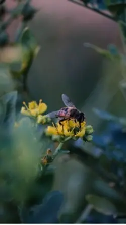 Bees Journey 