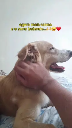 Filho de 4 patas