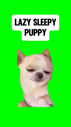 LAZY SLEEPY PUPPY