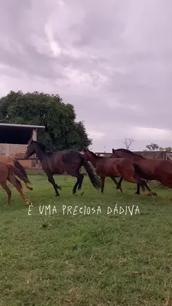 Horses 🥺❤️