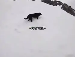 Dog snowboarding