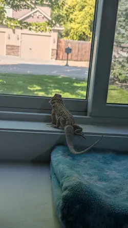 Tex the hungry