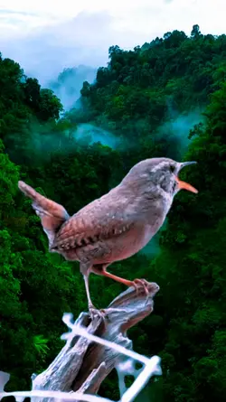 Nature Environment.