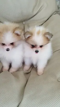 spitz